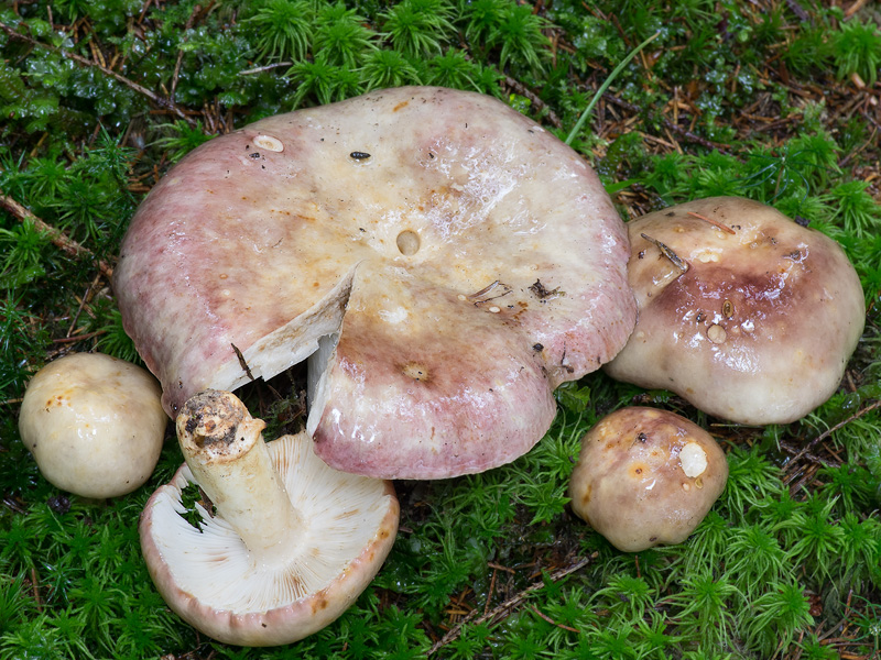 Russula viscida